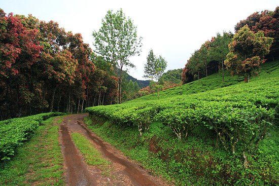 Agrowisata GUNUNG MAS Kebun Teh Walini